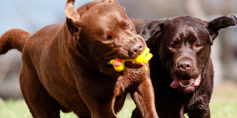 El Comportamiento De Los Perros Cachorros Consejos Purina