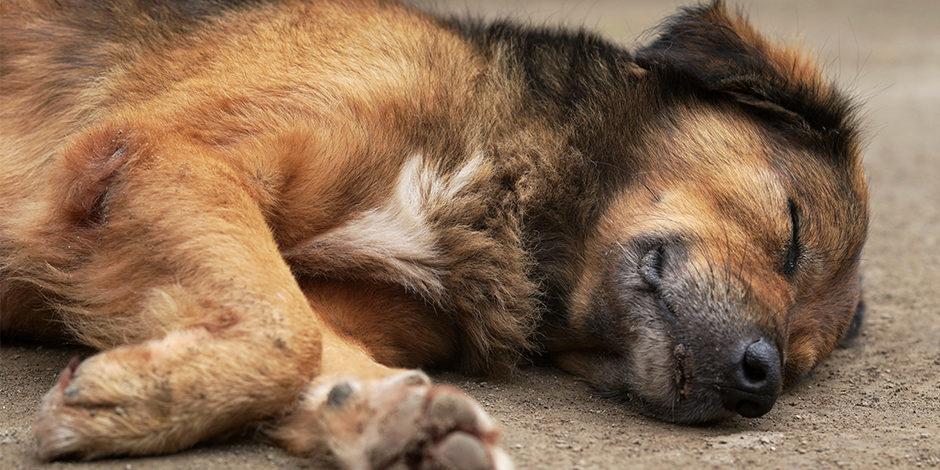 Purina-aprende-a-identificar-sintomas-de-envenenamiento-en-perros-nota09.png