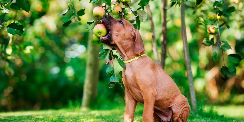 purina-brand-que-frutas-pueden-comer-los-perros-02.jpg