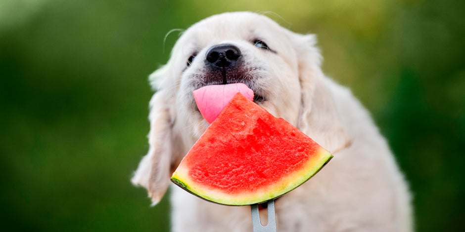 purina-brand-que-frutas-pueden-comer-los-perros-03.jpg