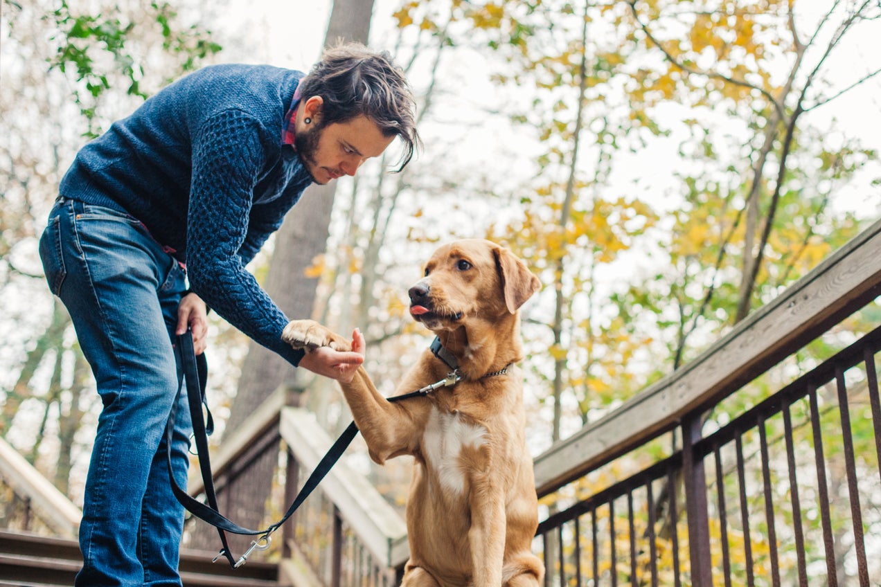 Con el entrenamiento de perros, tu mascota puede aprender trucos y a dar la patita como este can con su amigo humano