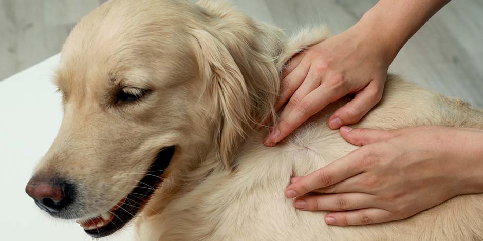 Cada cuánto se desparasita un perro puede variar, por eso se hace esta revisión del lomo de un golden retriever.