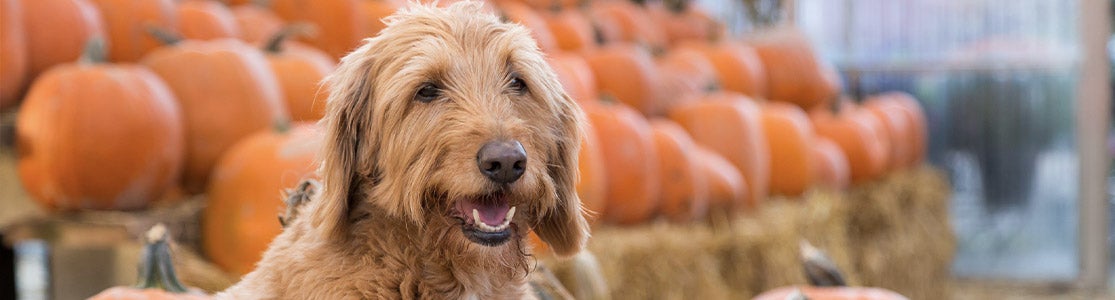 Perro junto a calabazas, ya que son unas de las verduras que pueden comer los perros 