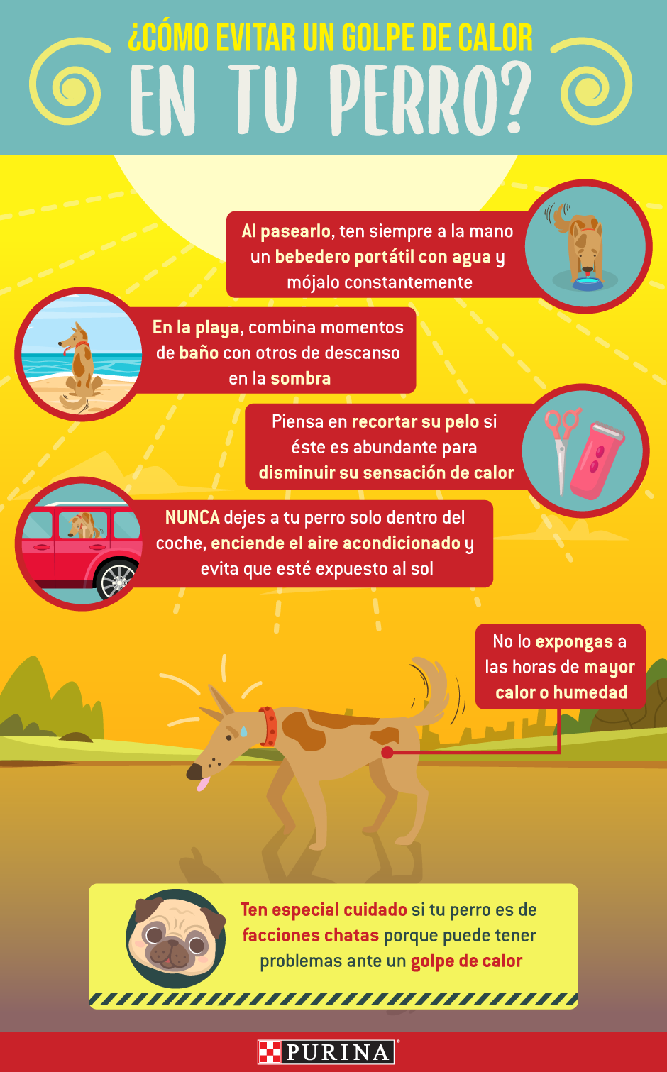 Purina® Cómo evitar un golpe de calor en tu perro Purina® Cómo evitar un golpe de calor en tu perro