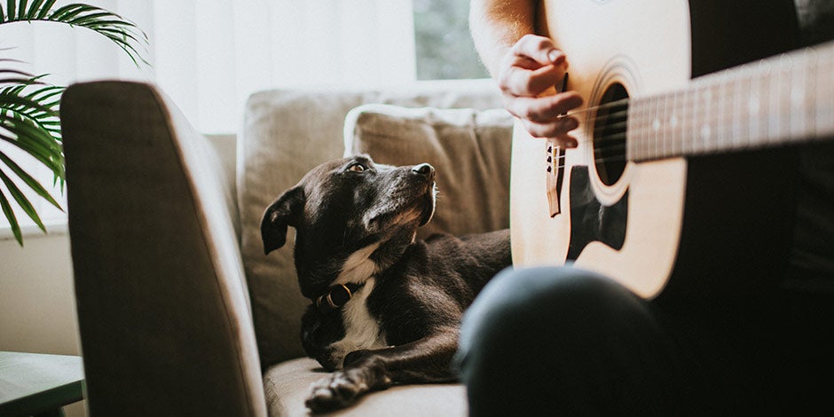 Tocando música relajante para perros Tocando música relajante para perros