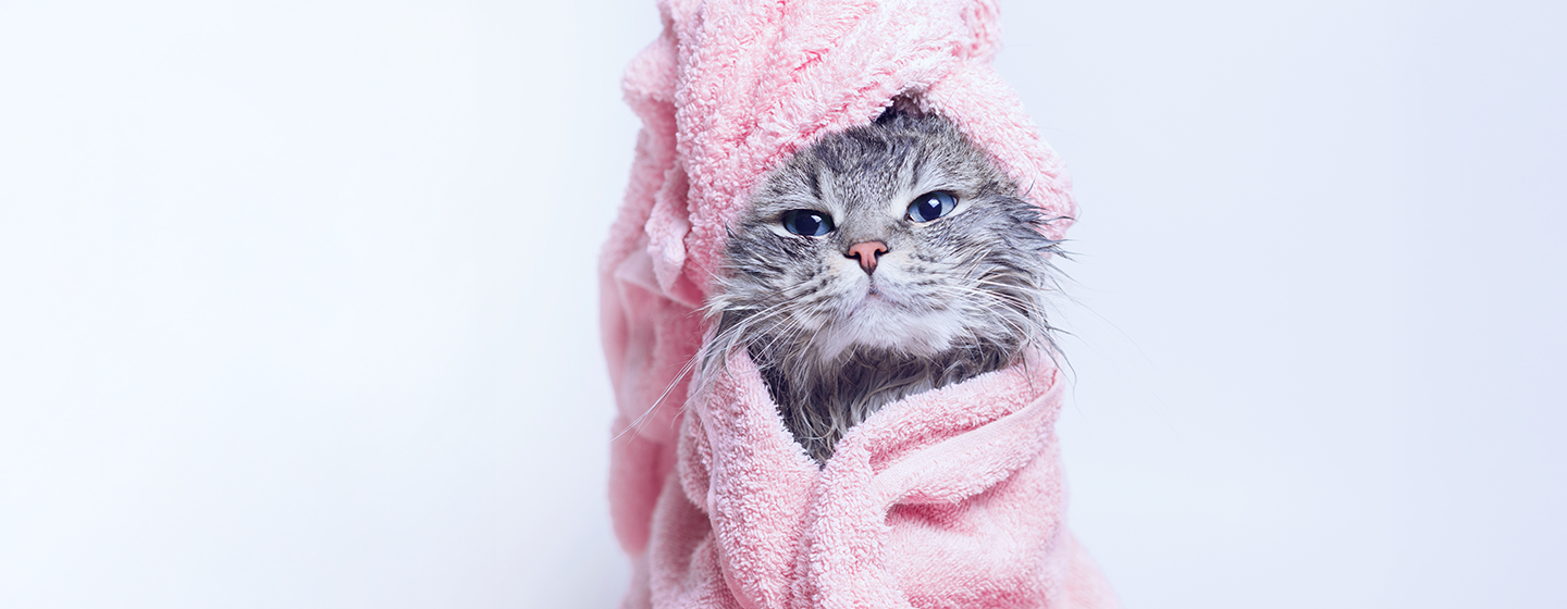 consejos cómo bañar a un gato consejos cómo bañar a un gato