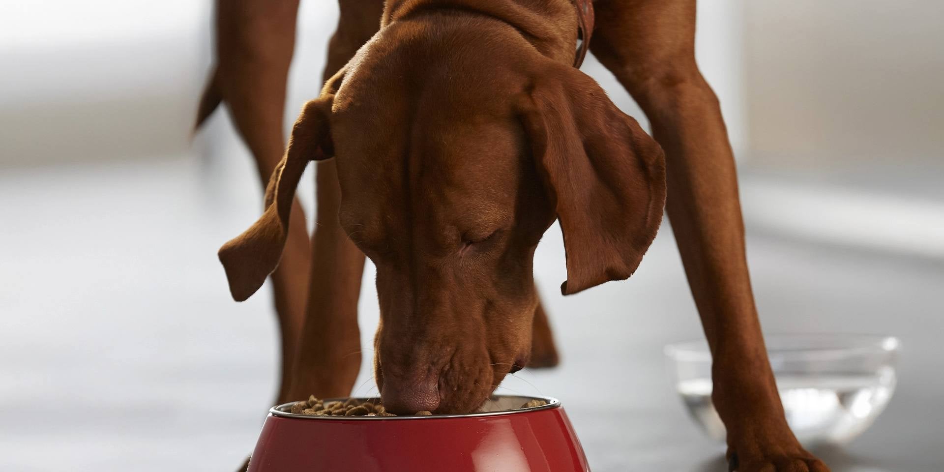 ¿Cómo debo de alimentar durante el embarazo a mi perra?
