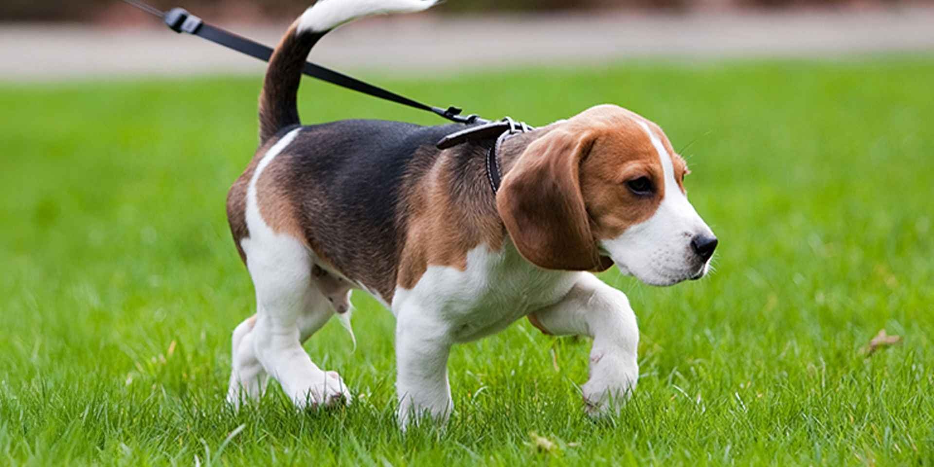 Cómo educar a un perro cachorro para el baño