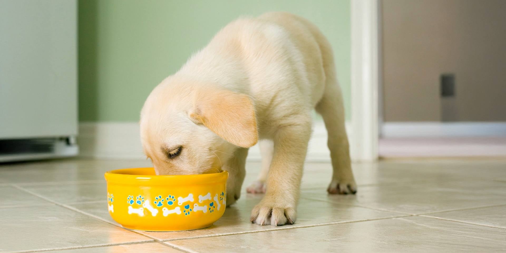Cuidando a tu cachorro