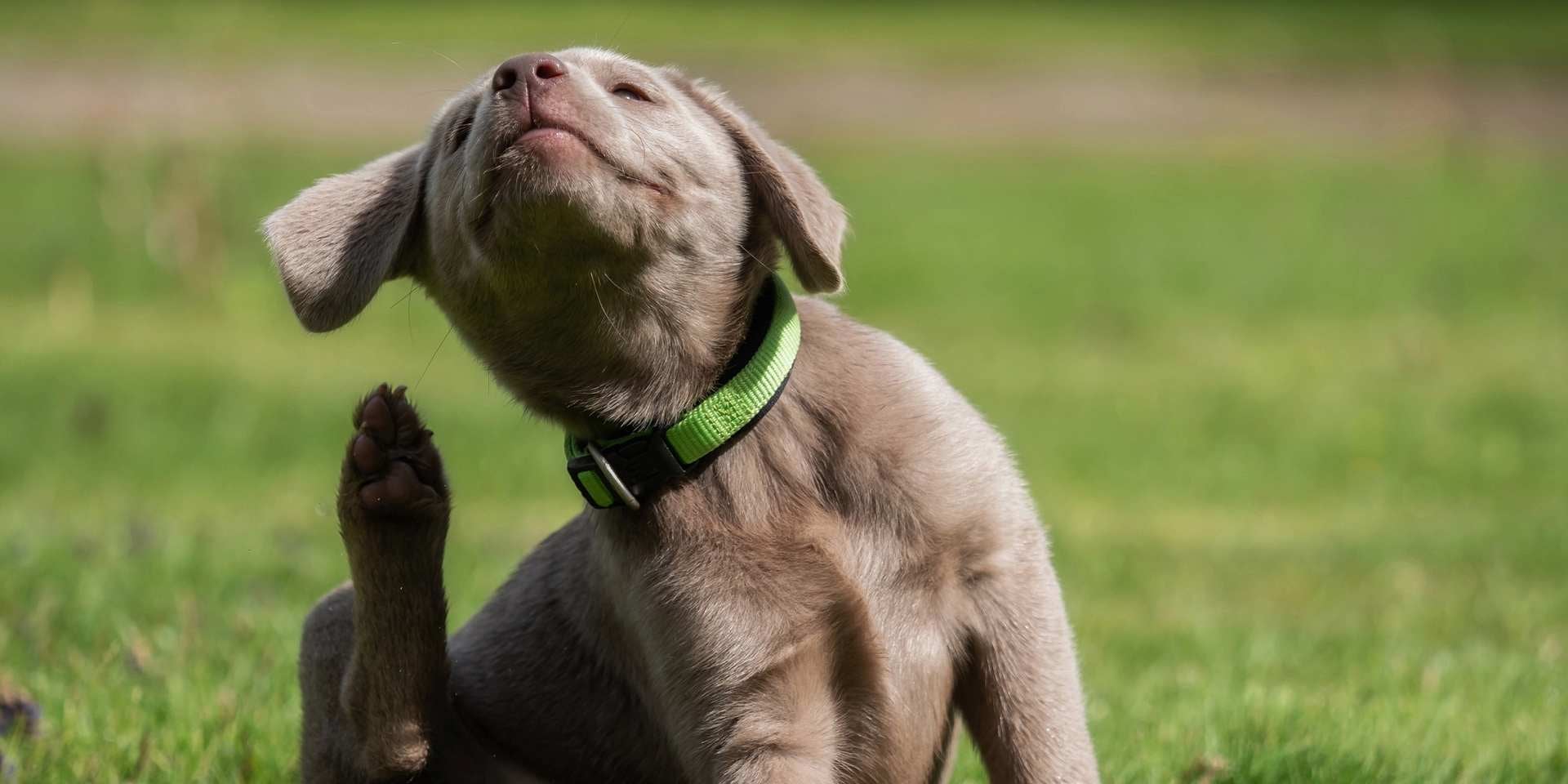Cómo limpiarle las orejas a un perro