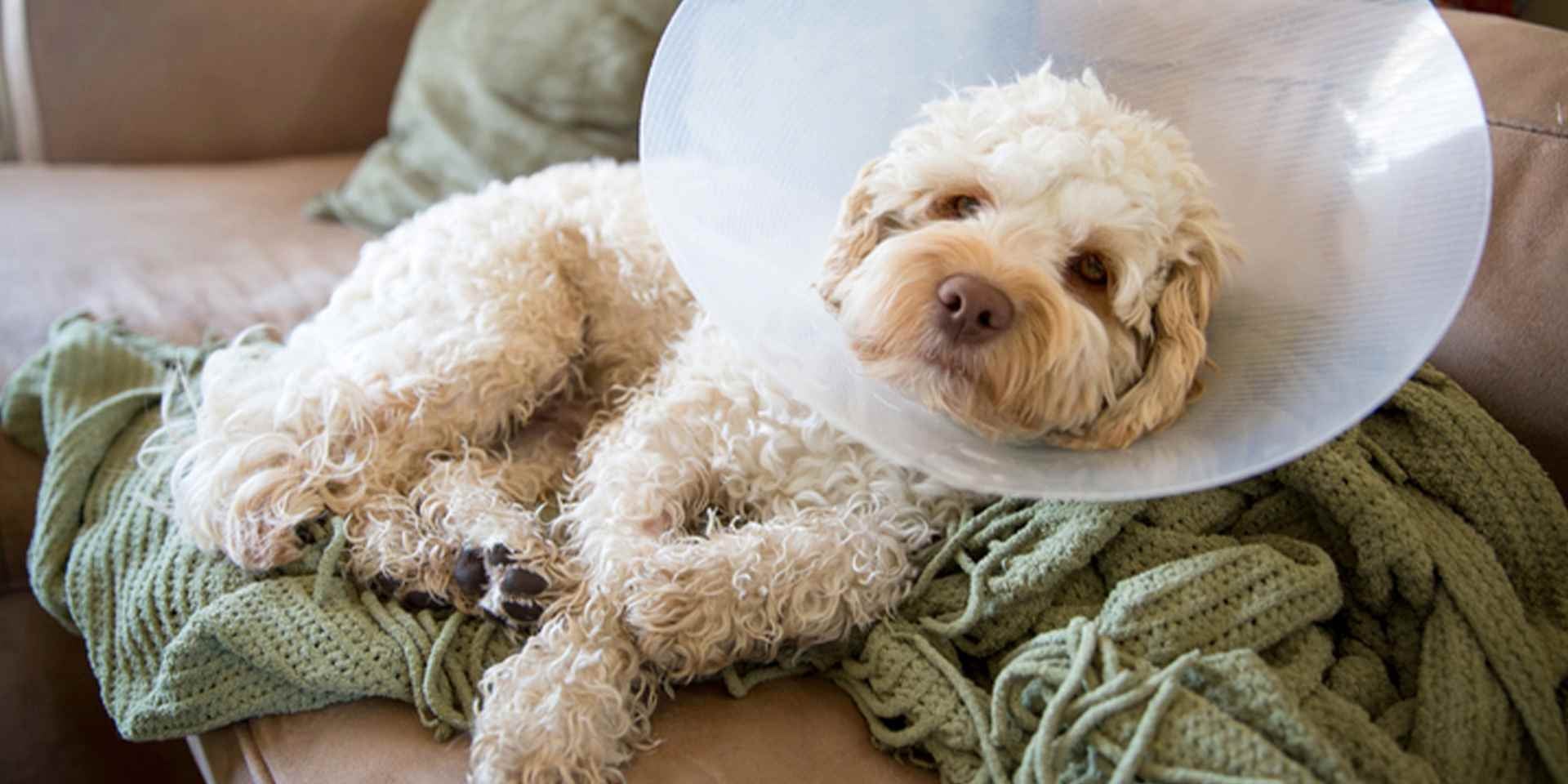 aullidos por un tema de salud perrito aullador