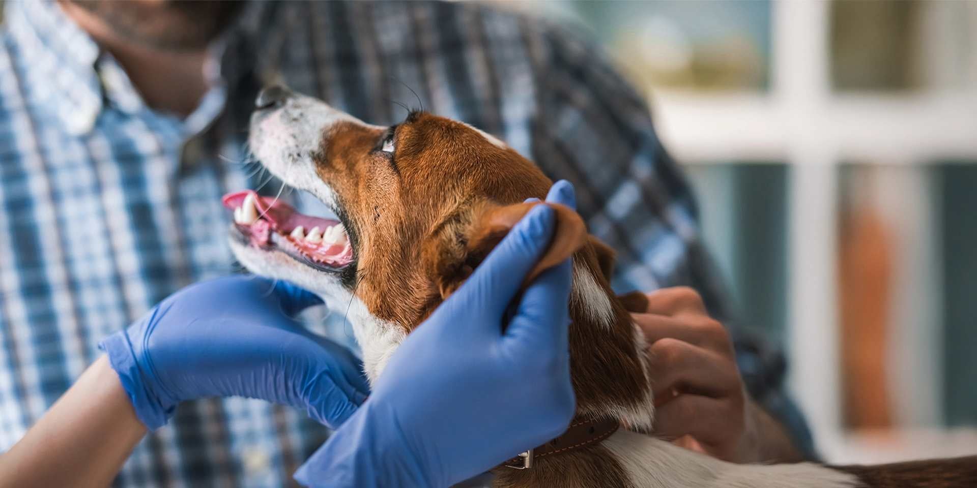 Problemas en orejas de perro: síntomas, causas y tratamiento
