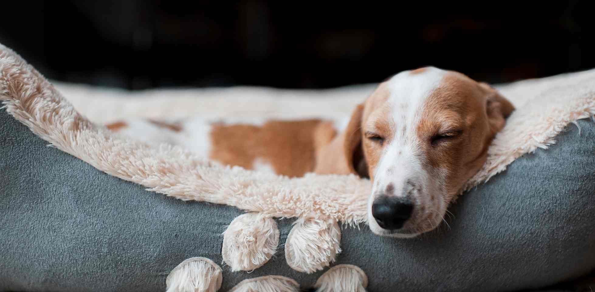 ¿Los perros sueñan?