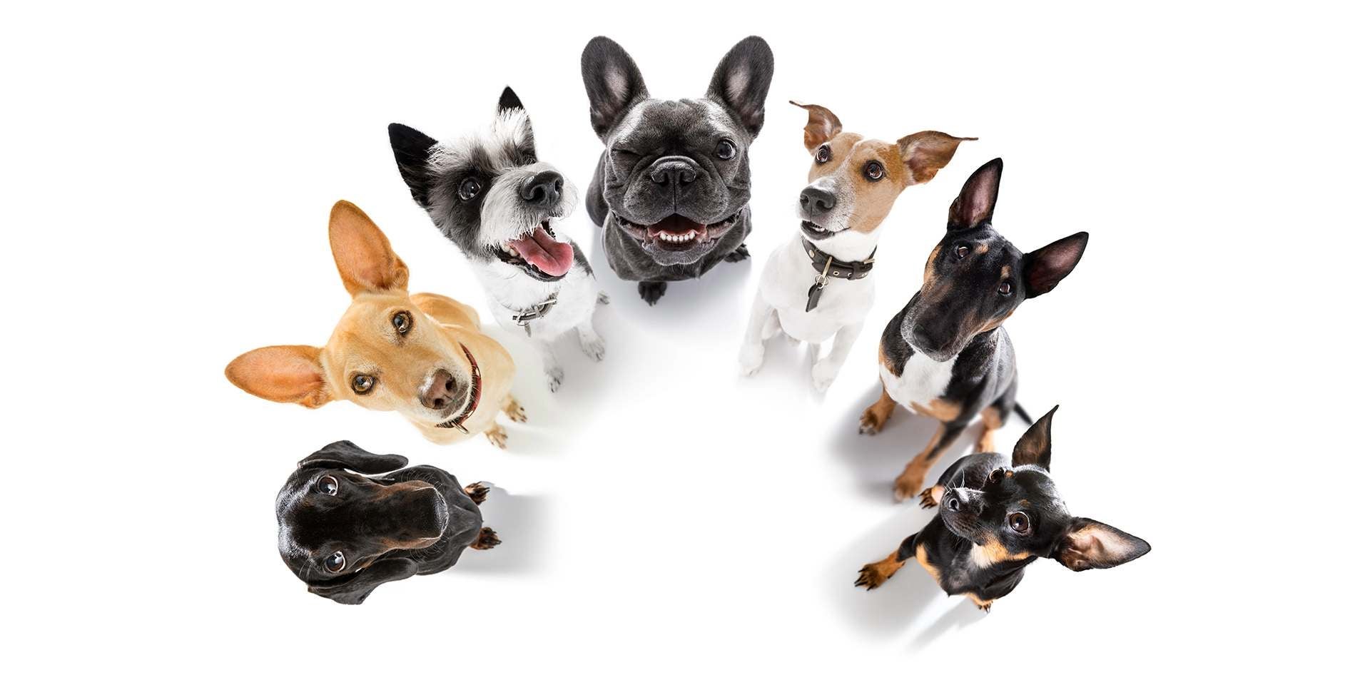 manada aullidos y ladridos perro aullando