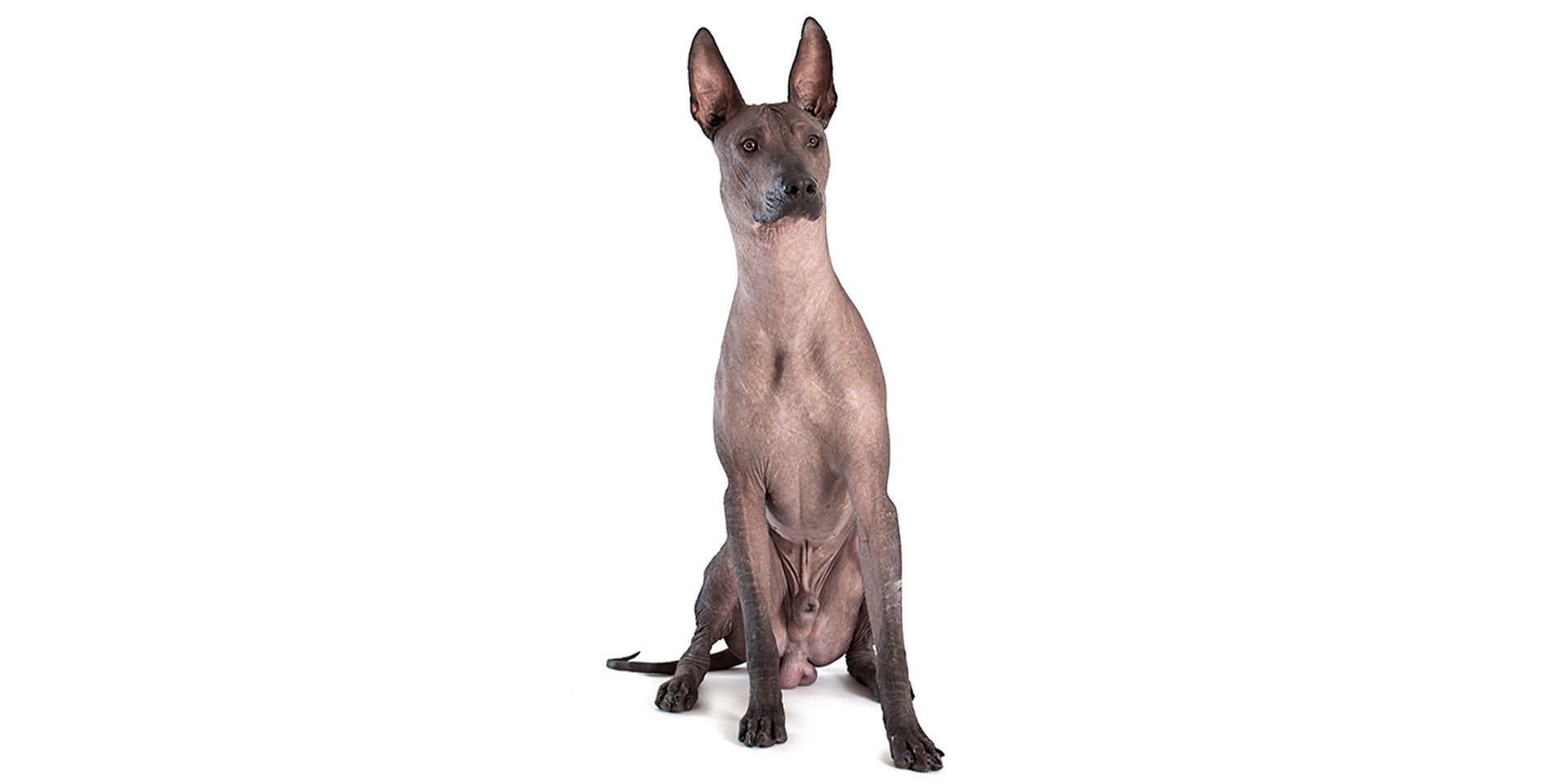 perro Xoloitzcuintle
