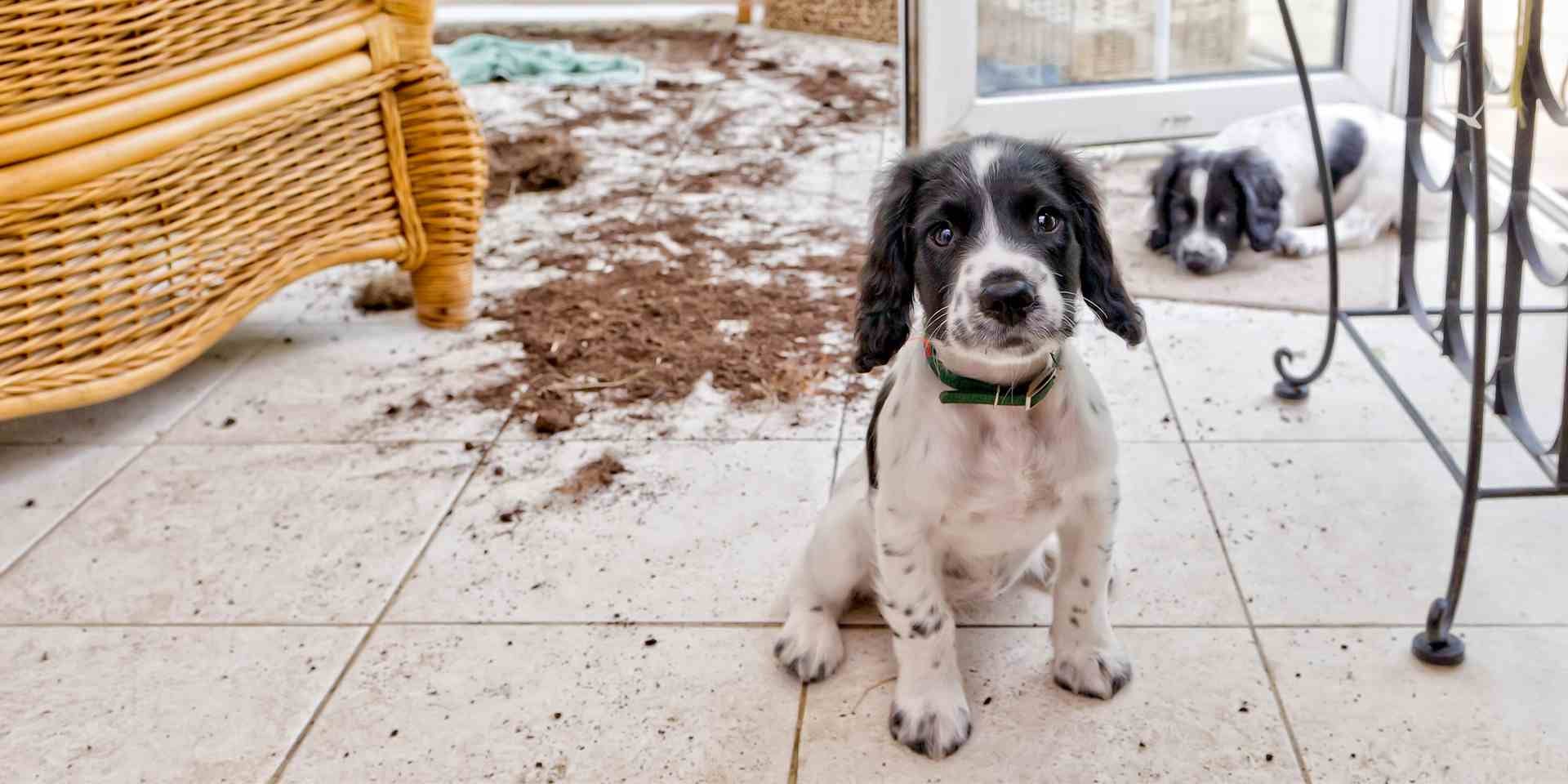 perro aulla por estrés perrito aullando