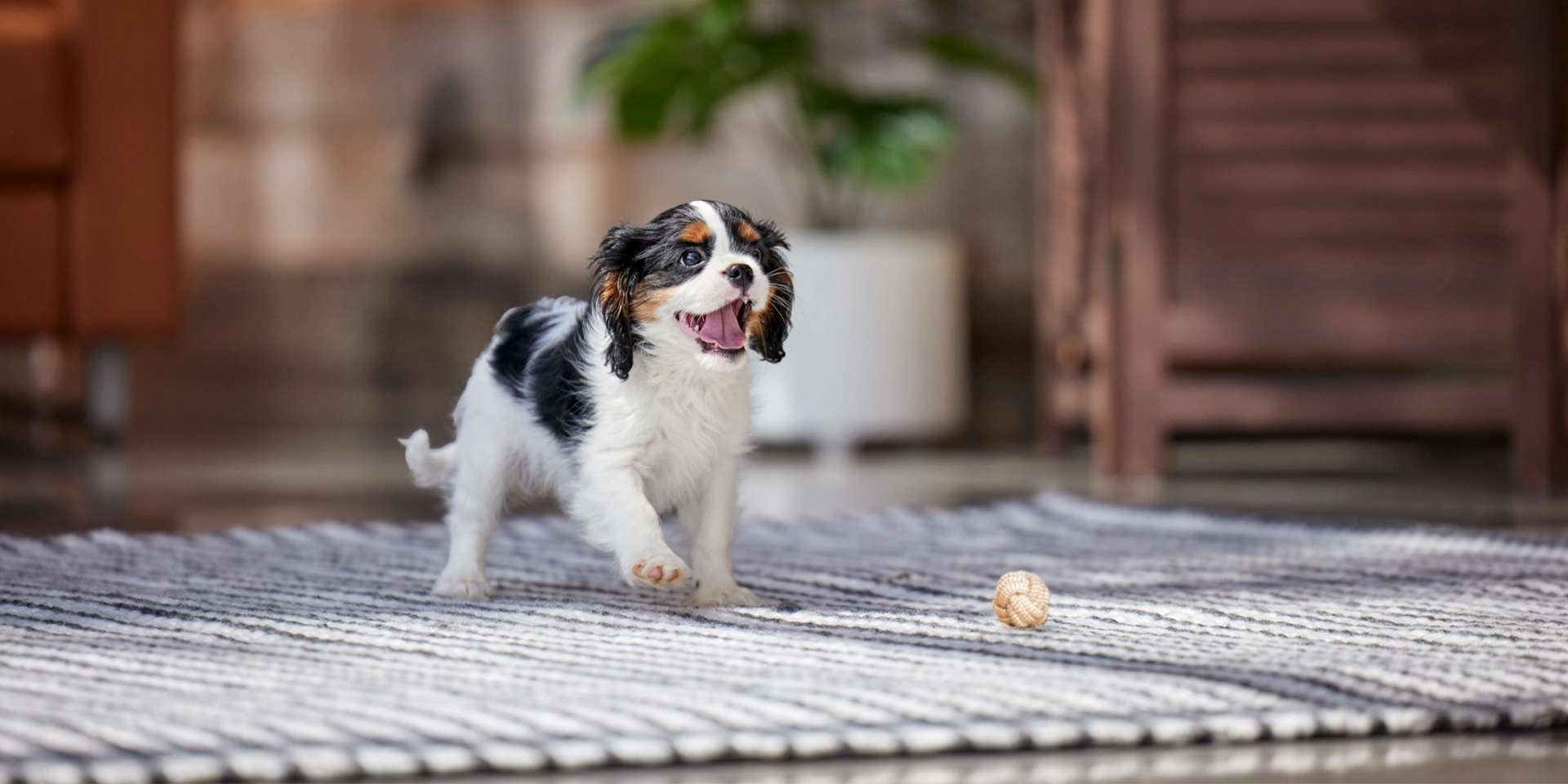  perro aullando por territorio perrito aullador