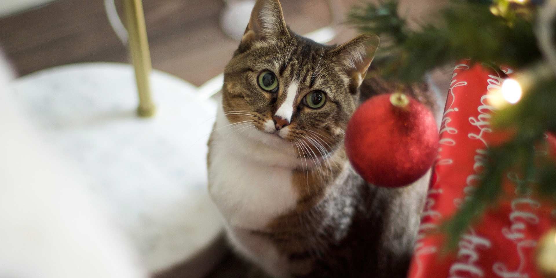 planta tóxica para mascotas, la nochebuena