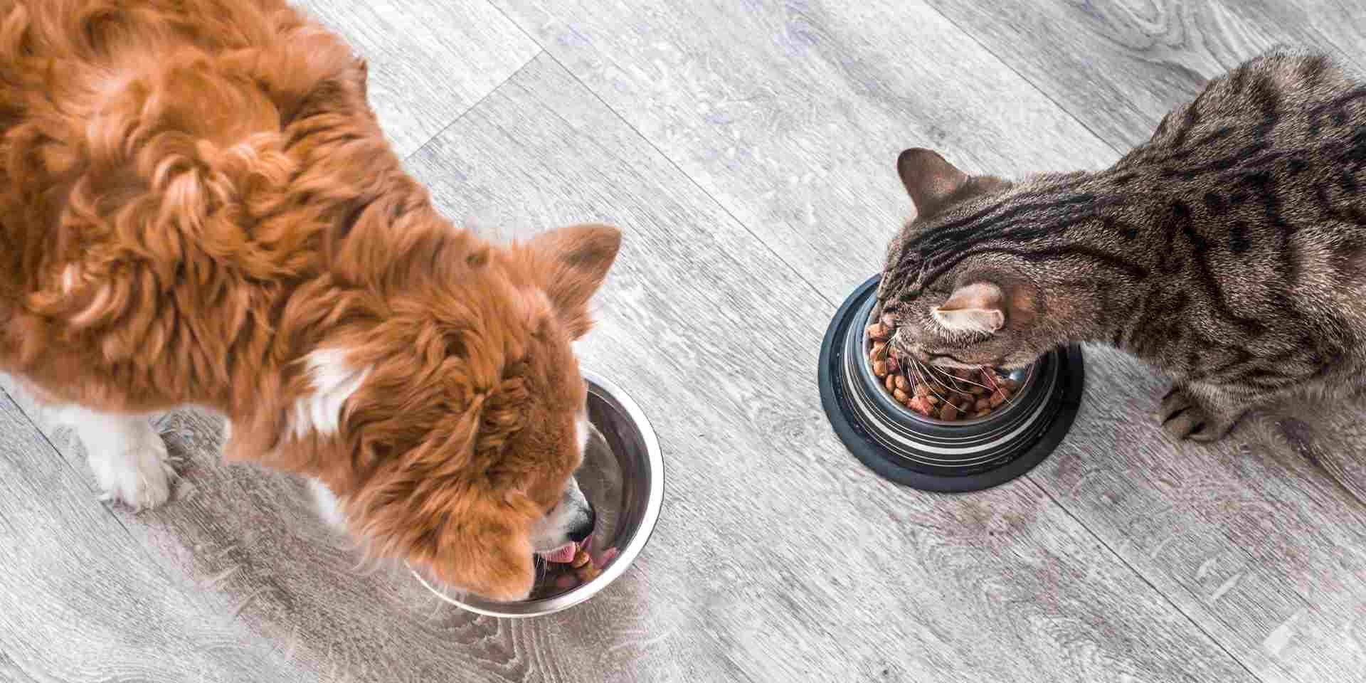 Guía para cambiar el alimento de perros y gatos