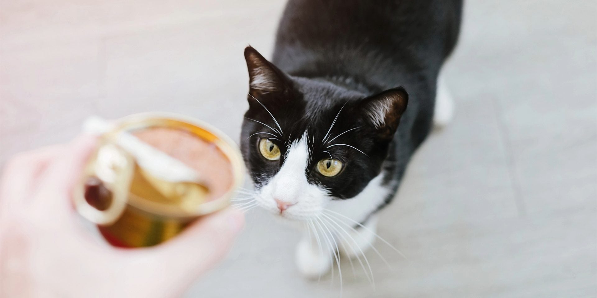 ¿Cómo incorporar comida húmeda en la dieta del gato?