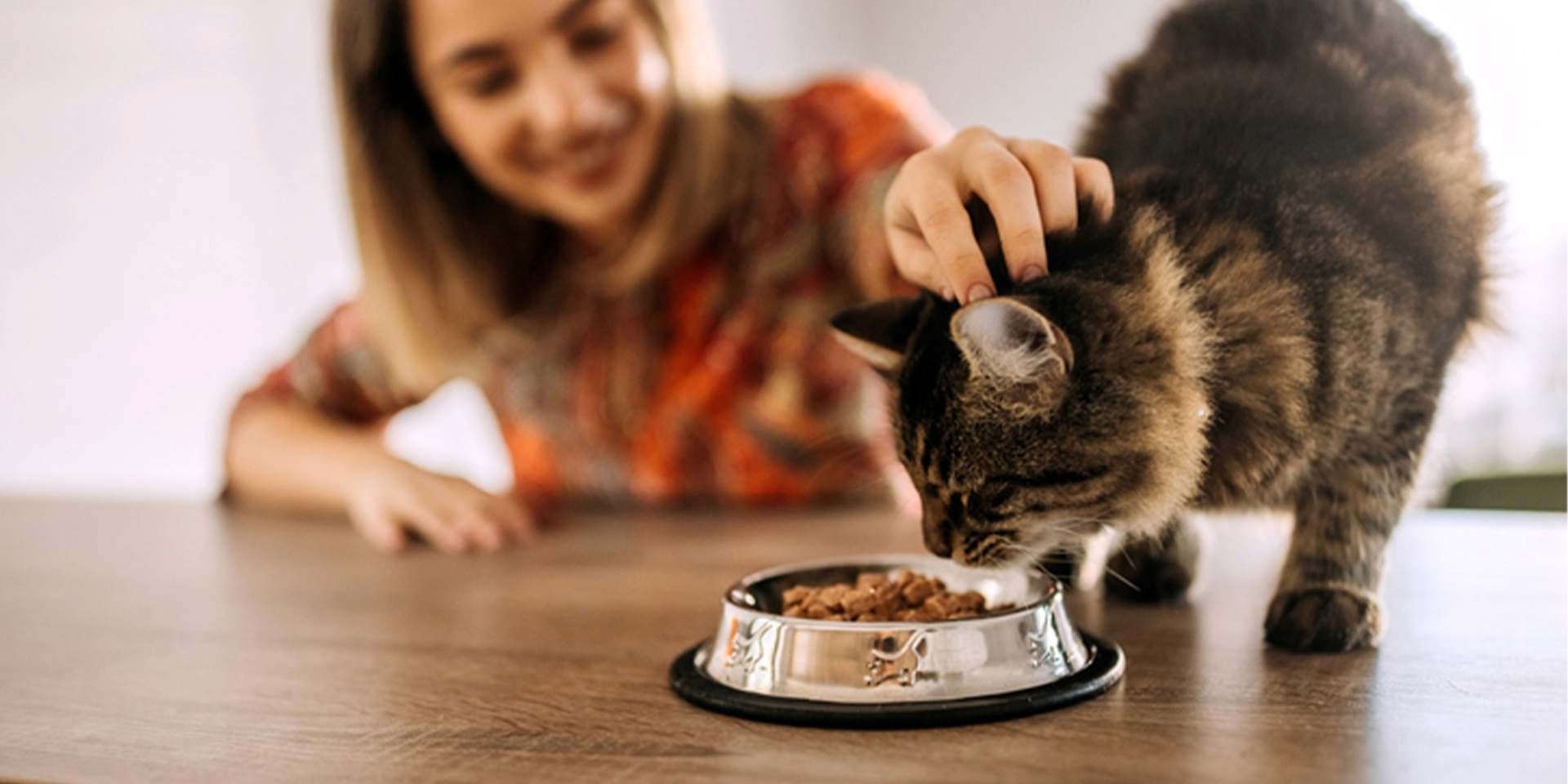 Michi comiendo un alimento para gatos con problemas renales mientras su tutora lo consiente. 