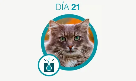 One-Cambios-dia-21_0.png.webp?itok=Y8Gm-7qa One-Cambios-dia-21_0.png.webp?itok=Y8Gm-7qa
