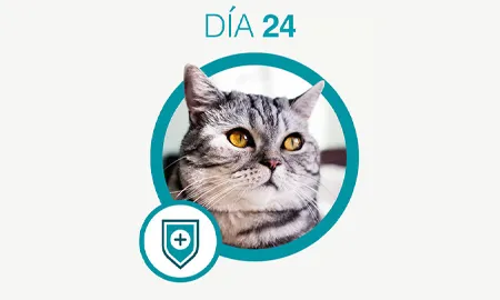 One-Cambios-dia-24_0.png.webp?itok=CmmekWF0 One-Cambios-dia-24_0.png.webp?itok=CmmekWF0