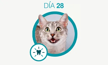 One-Cambios-dia-28_0.png.webp?itok=4NWheaqH One-Cambios-dia-28_0.png.webp?itok=4NWheaqH