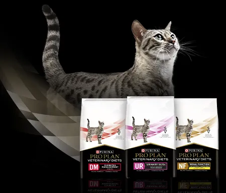 purina-pro-plan-veterinary-diets-cta-cat-product.jpg.webp?itok=zKTjzAFX