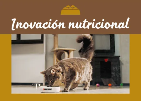 purina-img-nutrition.jpg.webp?itok=e1k2Xma4