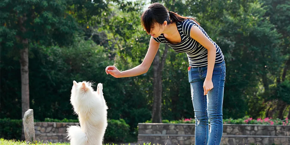 Purina® entrenar a tu cachorro con comandos.jpg