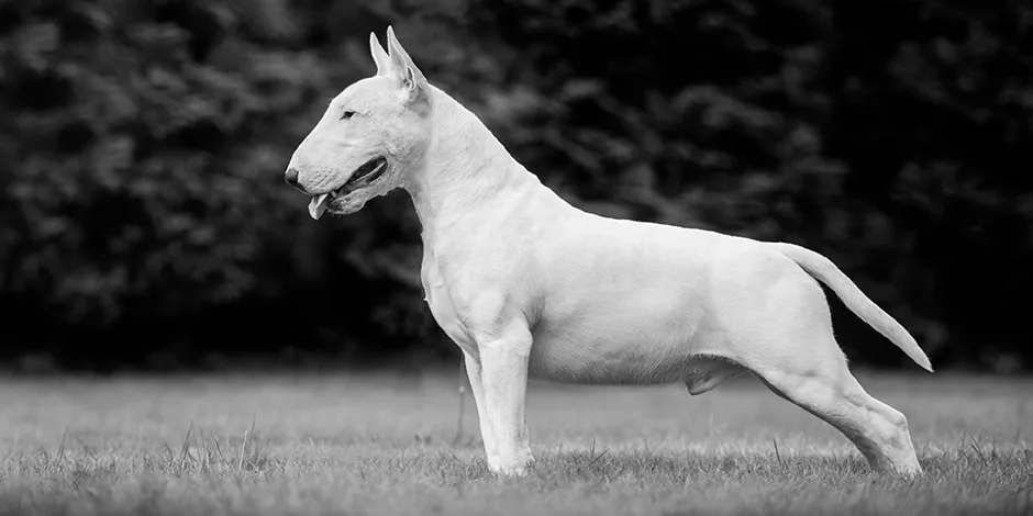 BULL TERRIER 940X470 2 ORIGEN.png