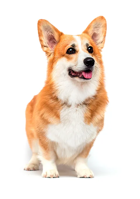 CORGI-480X684.png