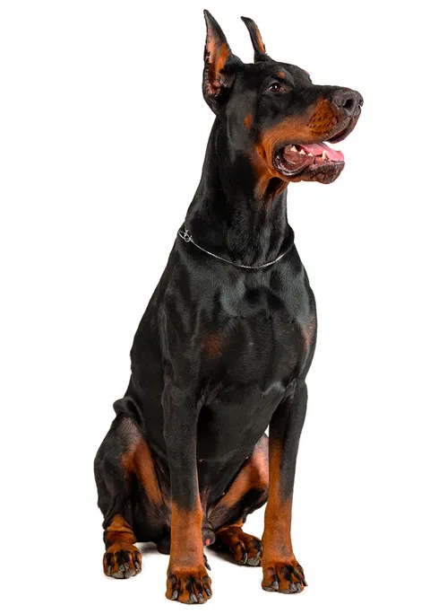 DOBERMAN 480X684.png