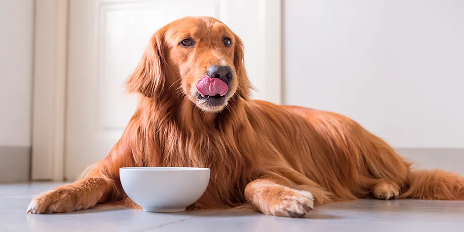 GOLDEN RETRIEVER 940X470 6 ALIMENTO.png