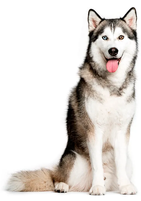 HUSKY SIBERIANO 480X684.png