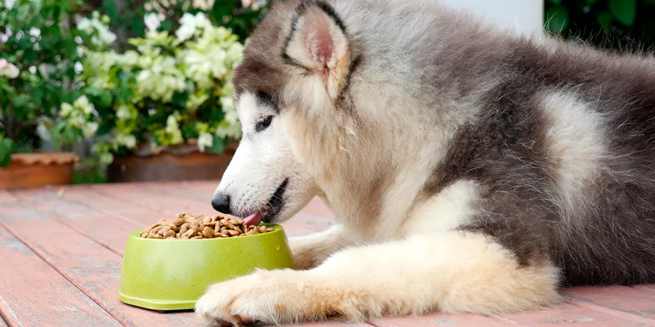 HUSKY SIBERIANO 940X470 7 ALIMENTO.png