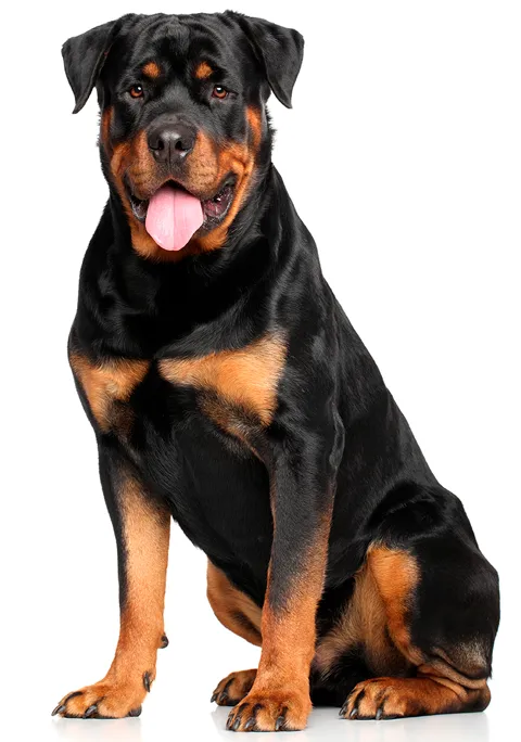 ROTTWEILER 480X684.png