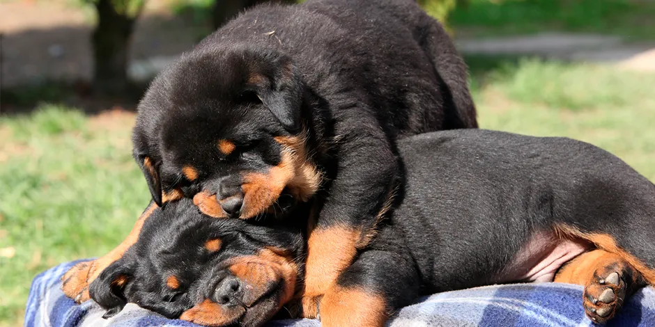 ROTTWEILER 940X470 3 CARACTER.png