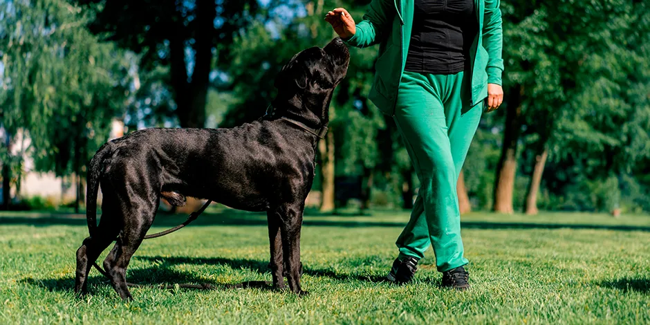 CANE CORSO 940X470 6 ENTRENAMIENTO.png