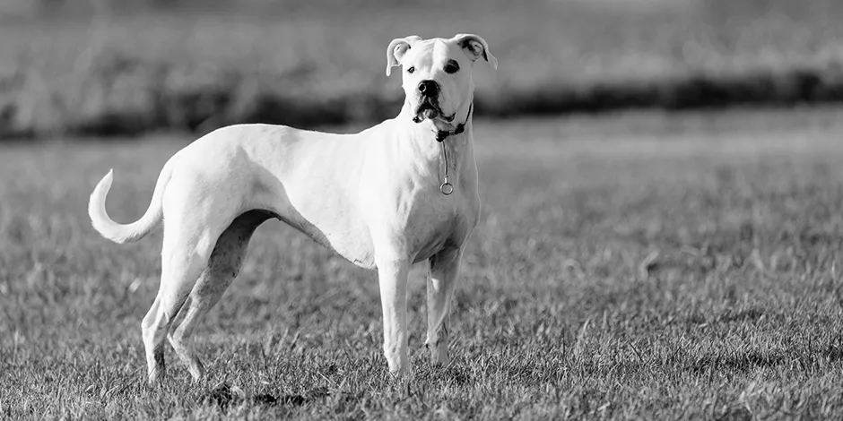 DOGO ARGENTINO 940X470 2 ORIGEN.png