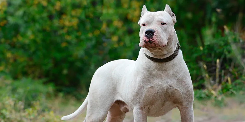 DOGO ARGENTINO940X470 1 TEMPERAMENTO.png