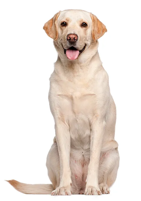 LABRADOR  RETRIEVER 480X684.png