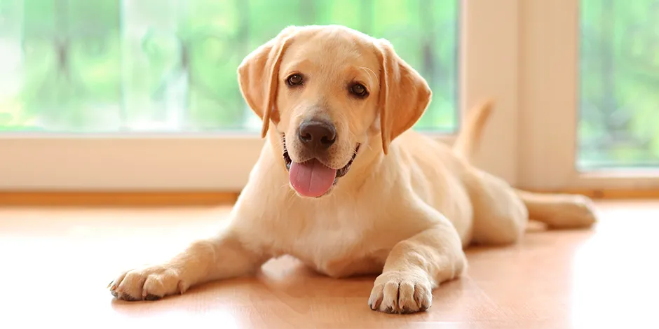 LABRADOR RETRIEVER 940X470 3 TEMPERAMENTO.png