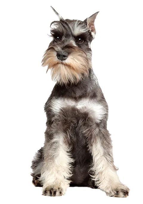 SCHNAUZER 480X684.png