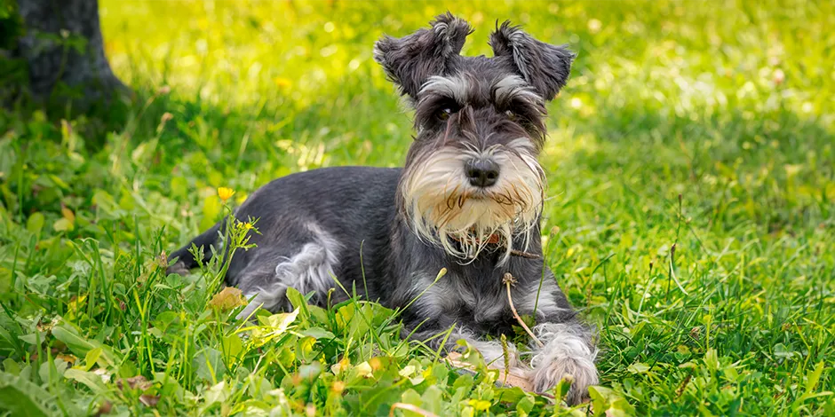 SCHNAUZER 940X470  8 CARACTER.png