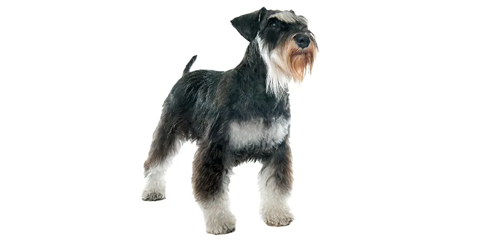 SCHNAUZER 940X470 1 SNIF.png