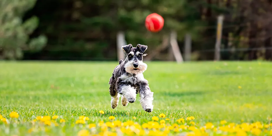 SCHNAUZER 940X470 6 EJERCICIO.png