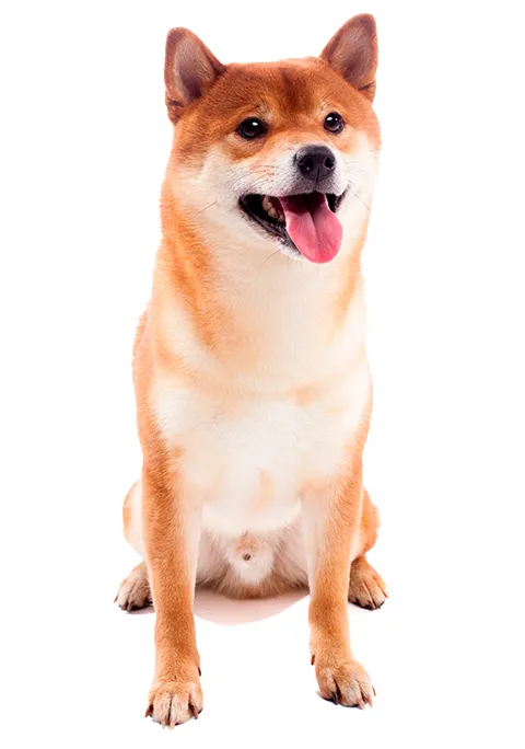 SHIBA INU 480X684.png