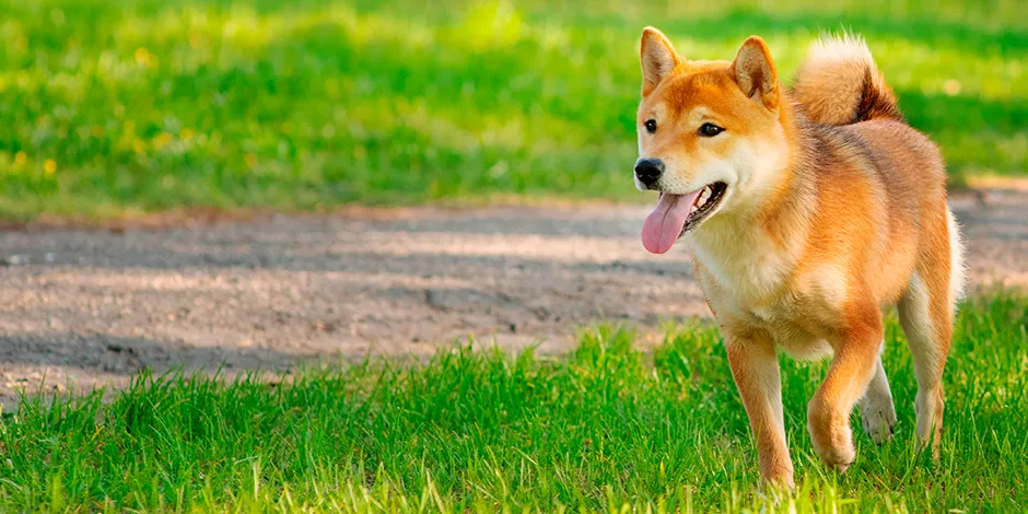 SHIBA INU 940X470 3 TEMPERAMENTO.png